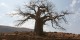 Tanzanie - 2010-09 - 026 - Longido - Baobab